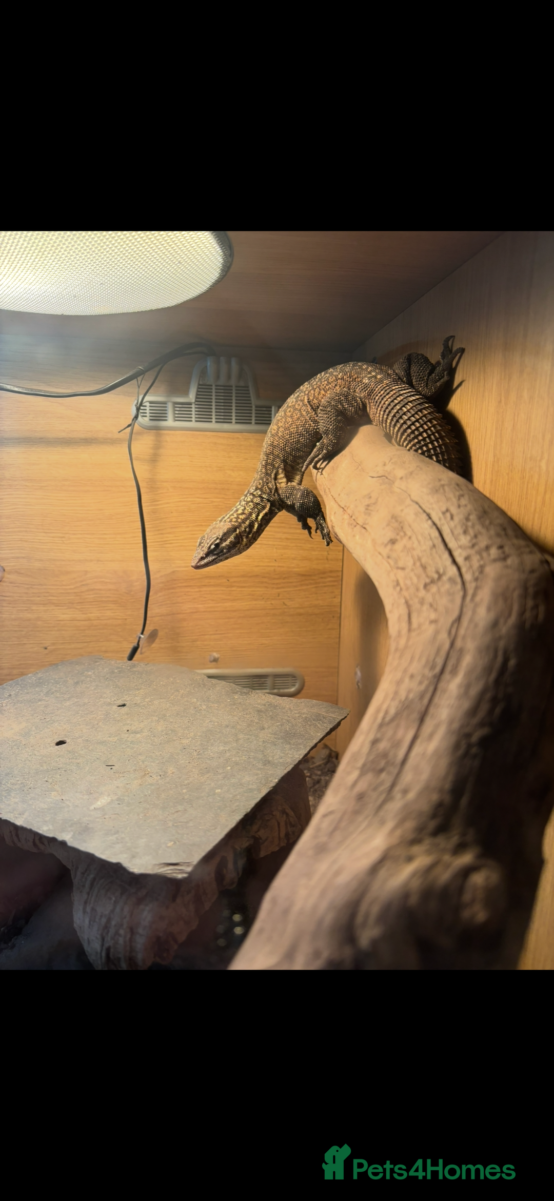 Monitor reptiles for sale: Female ackie monitor lizard - Image 3