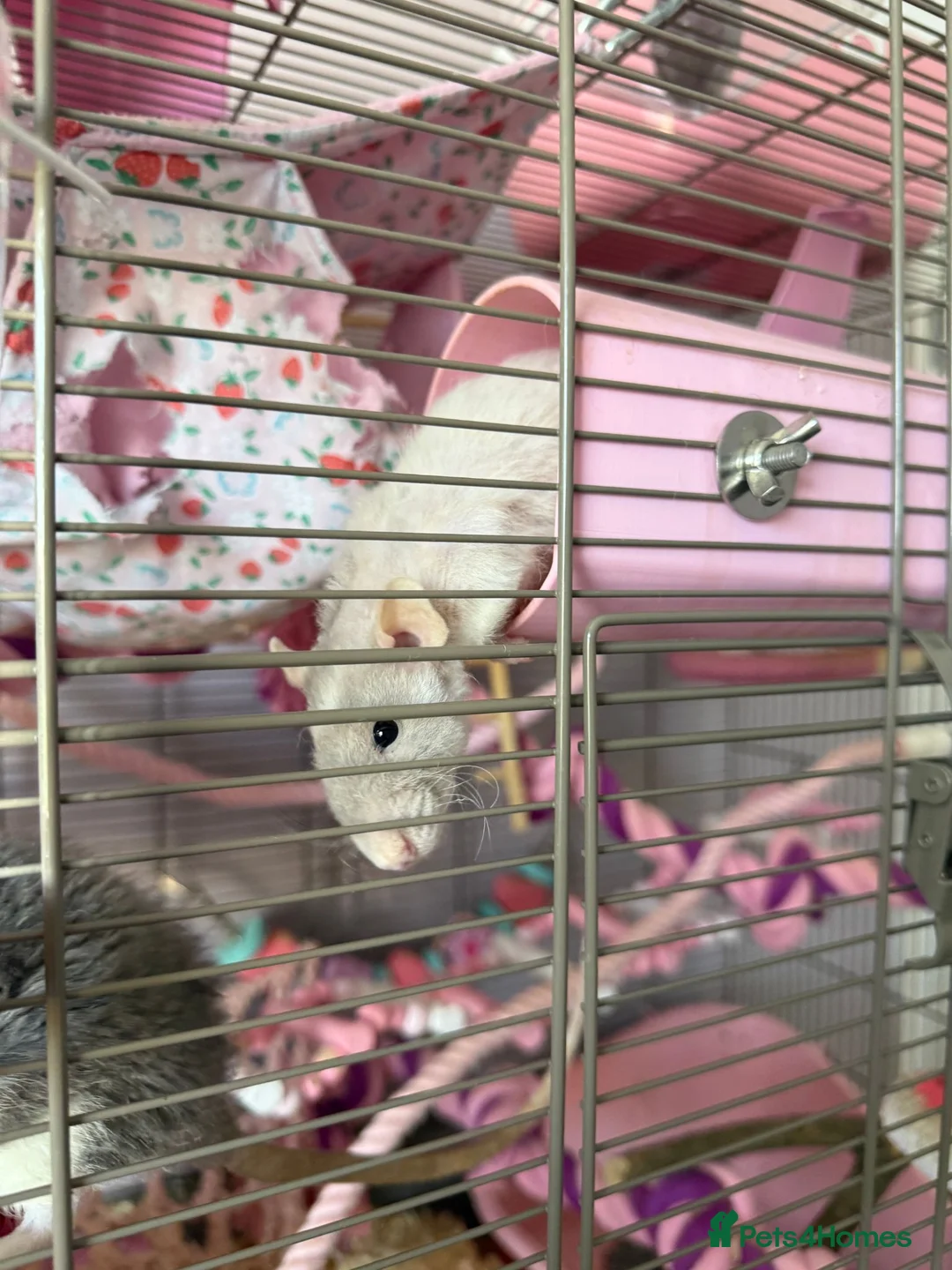 Rat rodents for sale: Three Female Rats  in Wirral - Advert 2