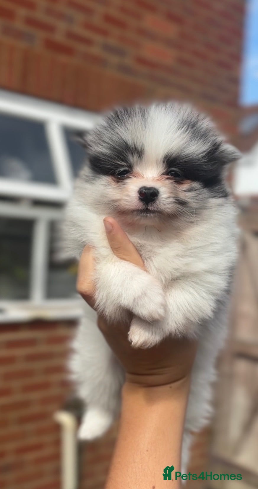 Pomeranian dogs LAST BOY - Pomeranian puppies - Advert 12
