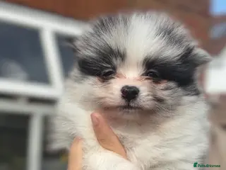 Pomeranian dogs LAST BOY - Pomeranian puppies - Advert 12