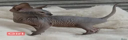 Sphynx cats for sale: Beautiful  Sphynx kitten for sale  - Advert 4