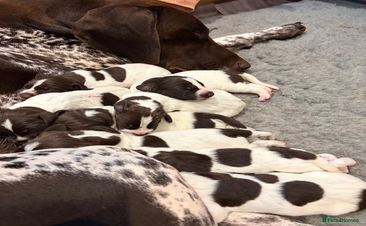 German Shorthaired Pointer dogs - Advert 1
