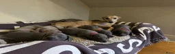 Whippet dogs for sale: Exceptional Puppies from health tested parents - Advert 1