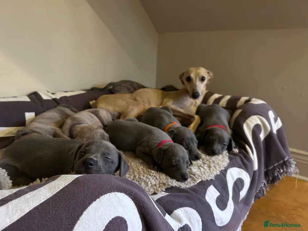 Whippet dogs for sale: Exceptional Puppies from health tested parents - Advert 1