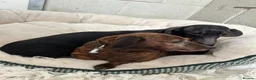 Miniature Dachshund dogs for sale: Pair of Female Miniature KC Dachsunds  - Advert 4