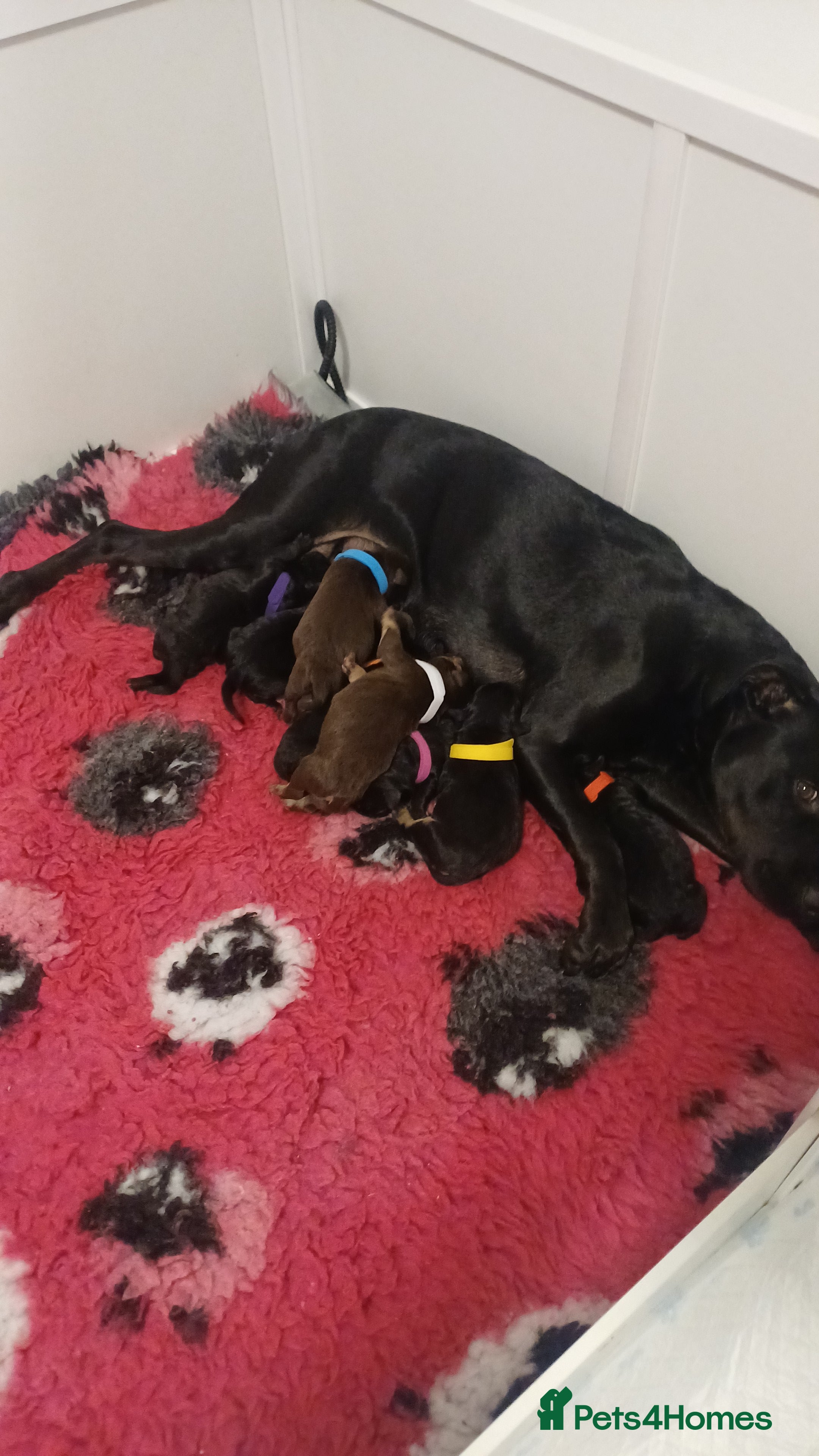 Mixed Breed dogs British Bulldog, Staffy Cross Pups - Advert 2