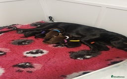 Mixed Breed dogs for sale: British Bulldog, Staffy Cross Pups - Advert 18