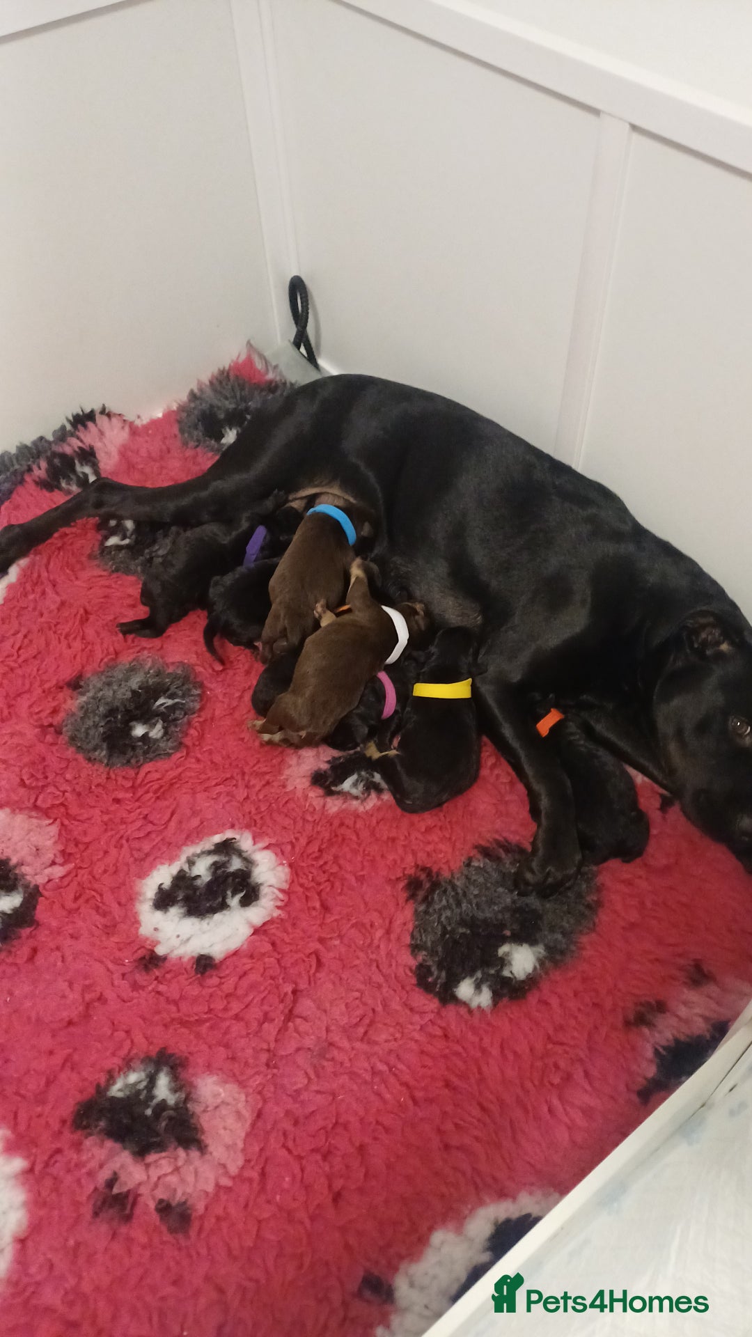 Mixed Breed dogs for sale: British Bulldog, Staffy Cross Pups - Advert 18