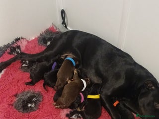 Mixed Breed dogs British Bulldog, Staffy Cross Pups - Advert 19