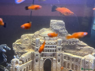 Swordtails fish - Advert 2