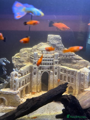 Swordtails fish - Advert 3
