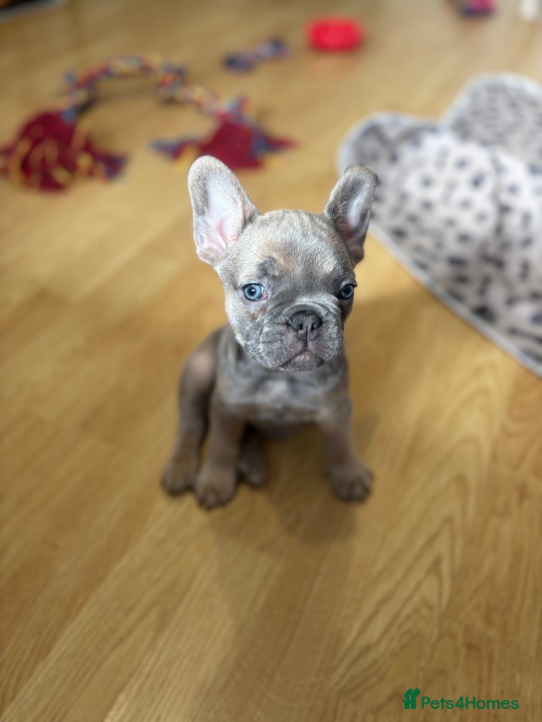 French Bulldog dogs for sale: 3 beautiful pedigree French bulldog puppies  - Image 21