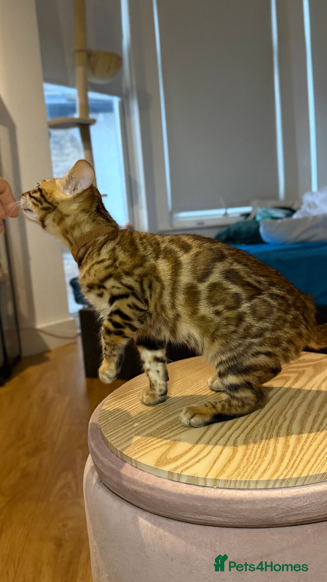Bengal cats for sale: Bengal kittens TICA ready to leave NOW♥️🐈 - Advert 12