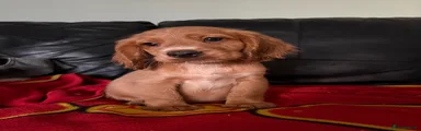 Cocker Spaniel 4