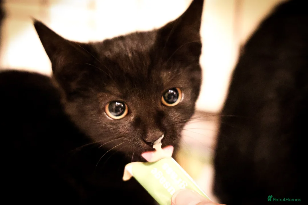 Domestic Shorthair cats for sale: Lovely black kittens available - Advert 10