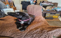 Mixed Breed dogs for sale: Gorgeous puppies  - Advert 4