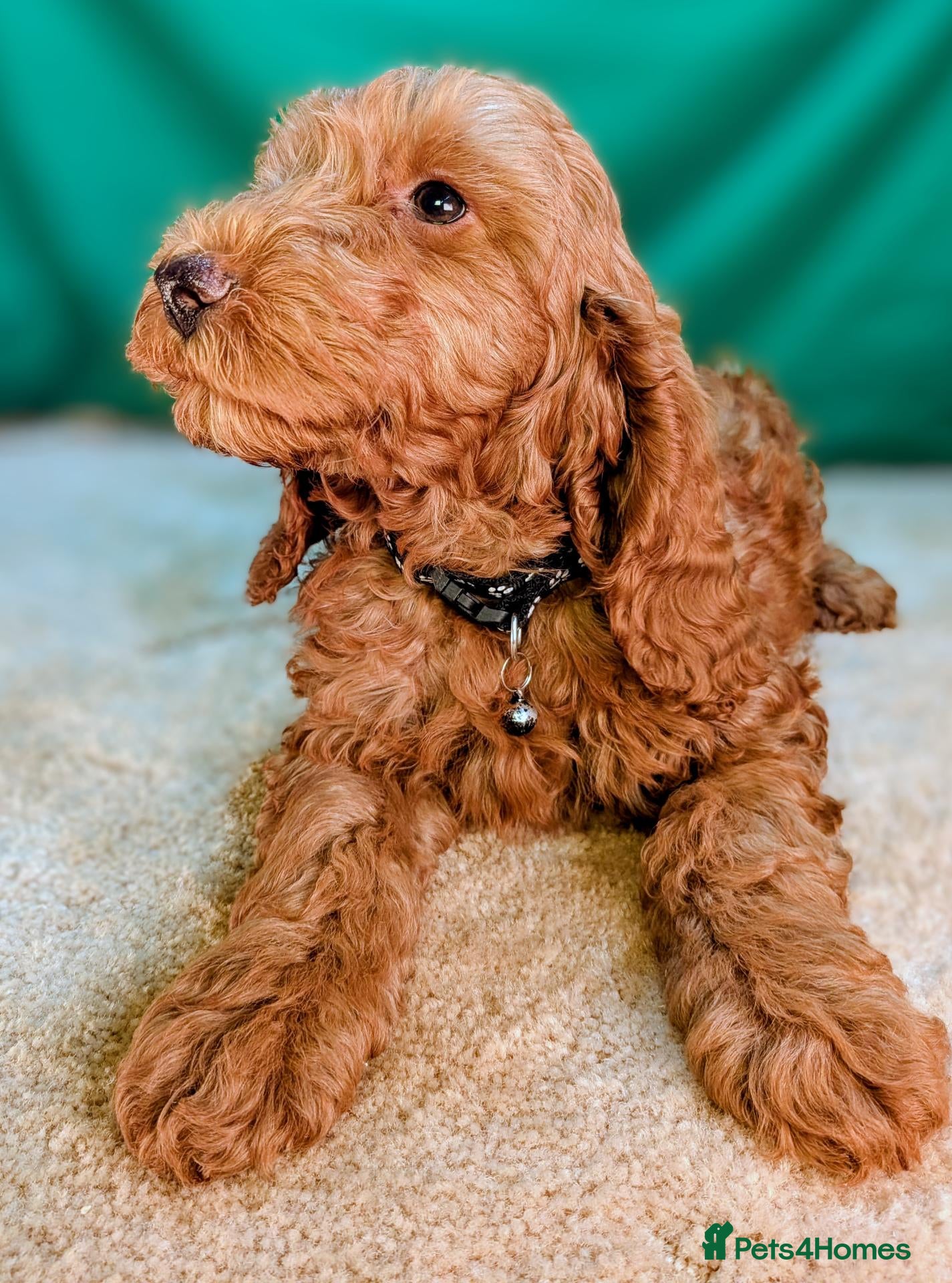 Cockapoo dogs 🐾 Deep red Cockapoo Puppies. - Advert 1