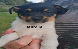 Jack Russell dogs for sale: Pure Jack Russell puppies - Image 4