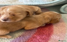 Cocker Spaniel dogs for sale: Kc cocker spaniels  - Image 11