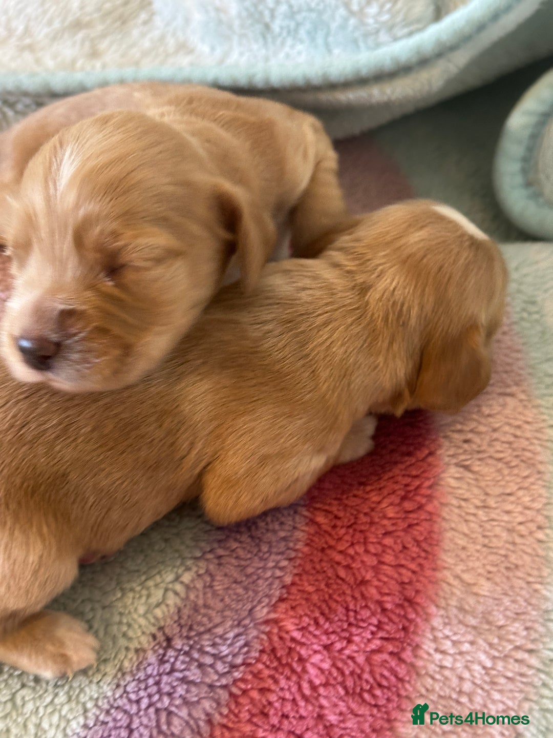 Cocker Spaniel dogs for sale: Kc cocker spaniels  - Image 11