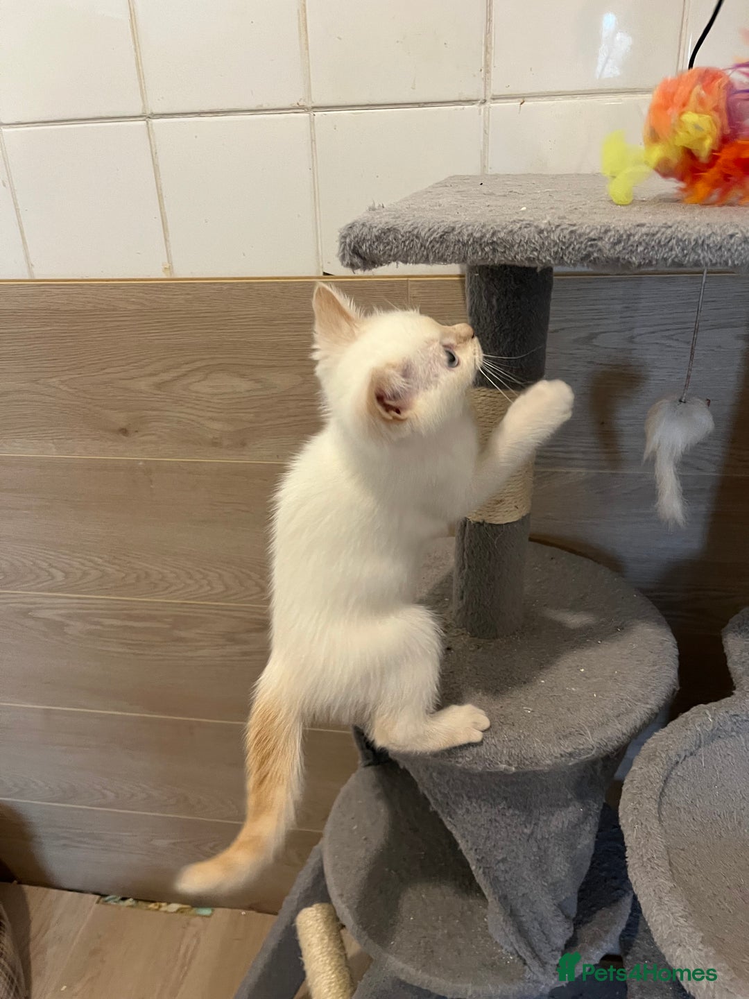 Ragdoll cats for sale: Ragdoll x Persian kittens  - Image 9