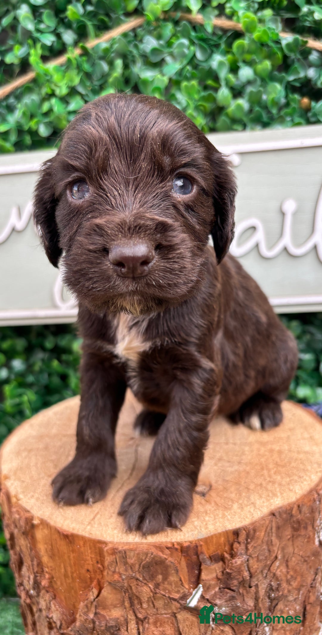 Cocker Spaniel dogs for sale: 🌟 cocker spaniel puppies 🌟 - Image 10