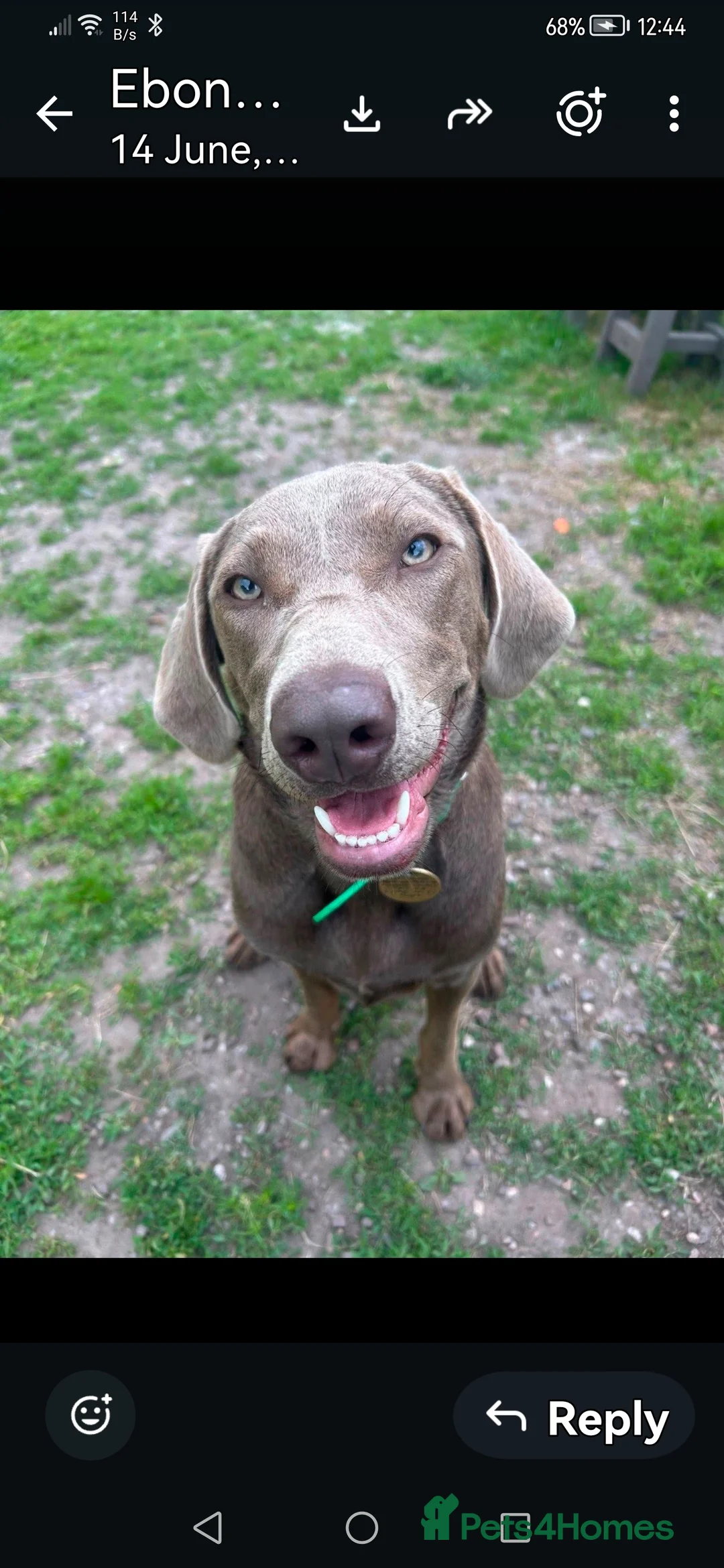 Labrador Retriever dogs for sale: Spirited Young Silver Labrador KC Reg in Congleton - Advert 1