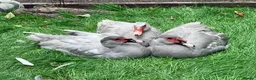 Ducks poultry for sale: Muscovy ducks trio - Advert 3