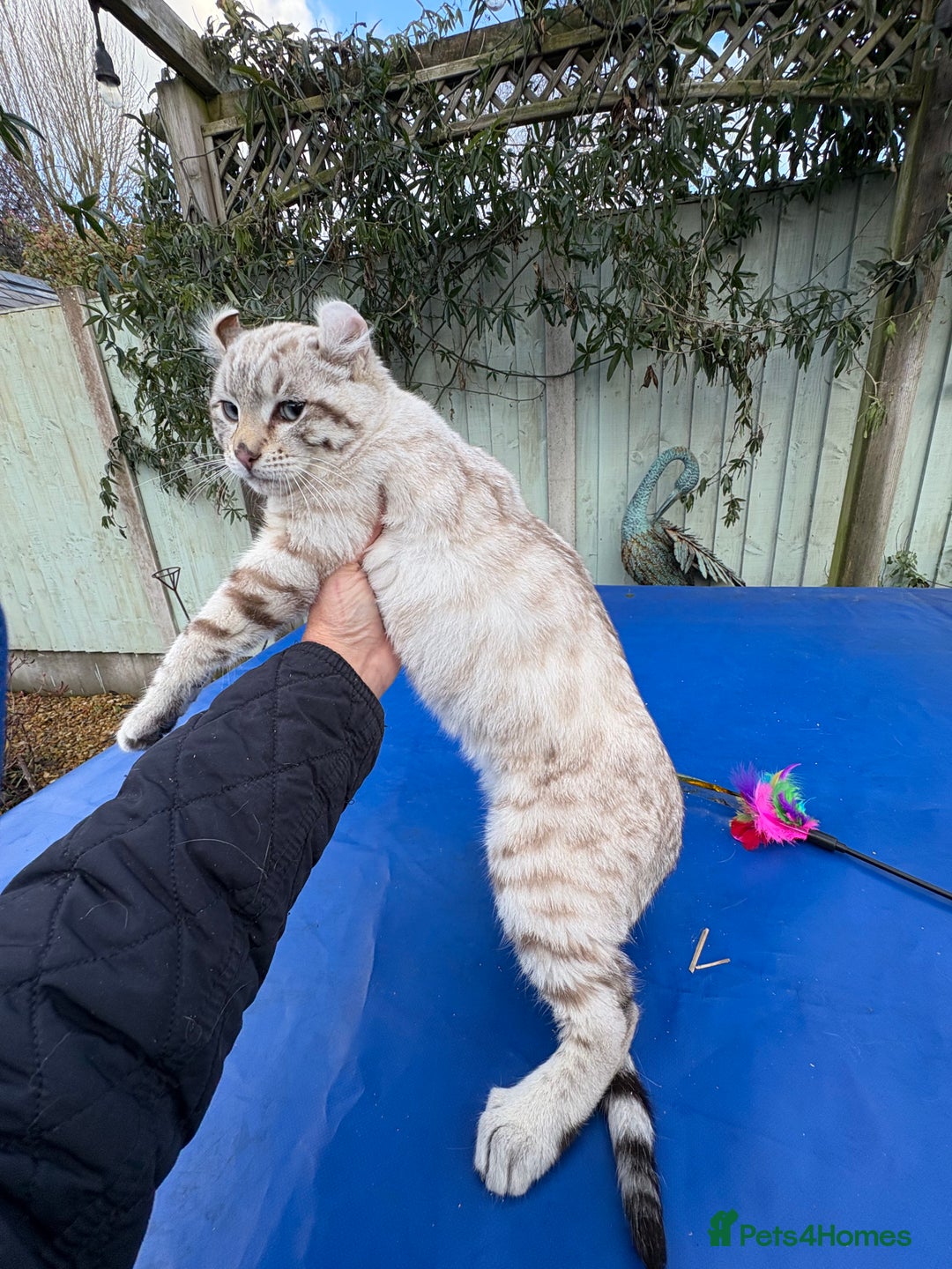 Savannah cats for sale: Superb snow leopard male  - Advert 26