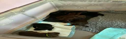Mixed Breed dogs for sale: Pups for sale  in Falkirk - Advert 3