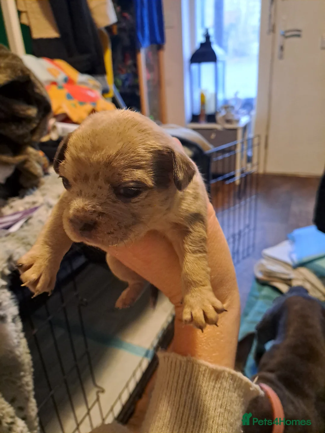Mixed Breed dogs for sale: 8 puppies for sale - Advert 7