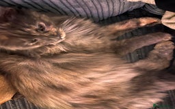Maine Coon cats for sale: Maincoon for sale 1 year old  - Image 2