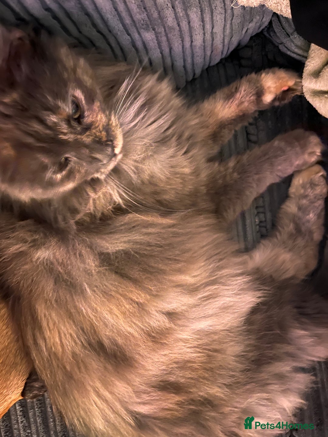 Maine Coon cats for sale: Maincoon for sale 1 year old  - Image 2