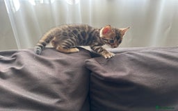 Bengal cats for sale: TICA Bengal kittens for sale . 🐱 - Image 10