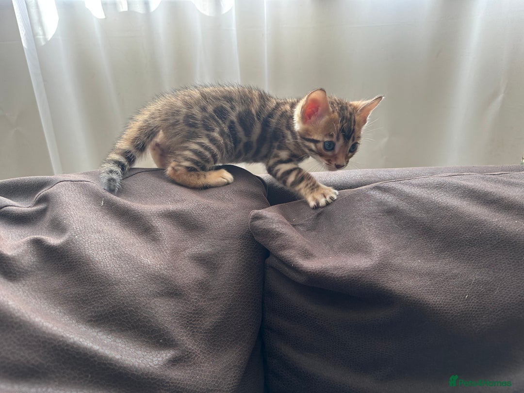 Bengal cats for sale: TICA Bengal kittens for sale . 🐱 - Image 10
