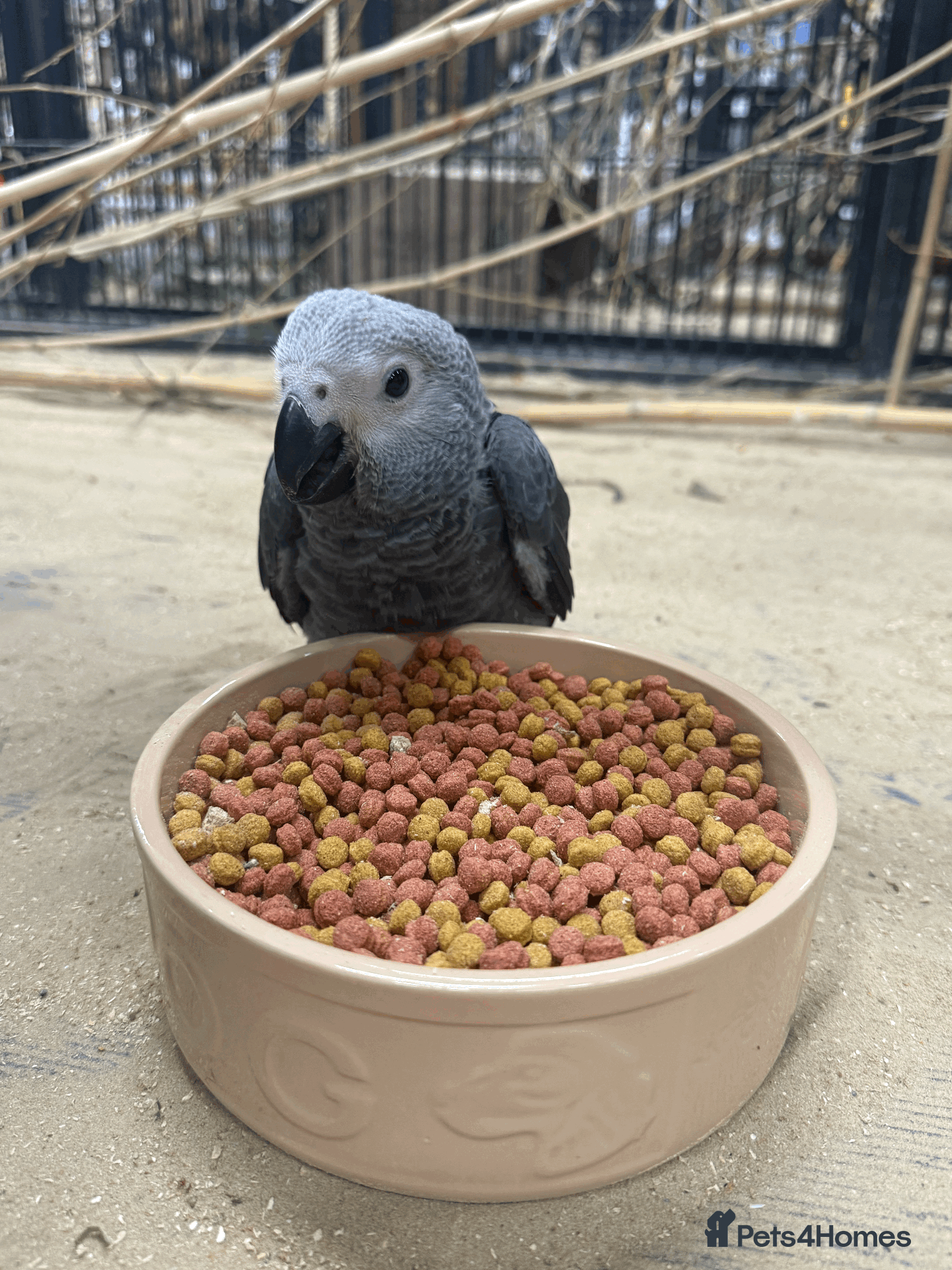 Parrots birds GORGEOUS HANDREARED TAME BABY GREYS - Advert 10