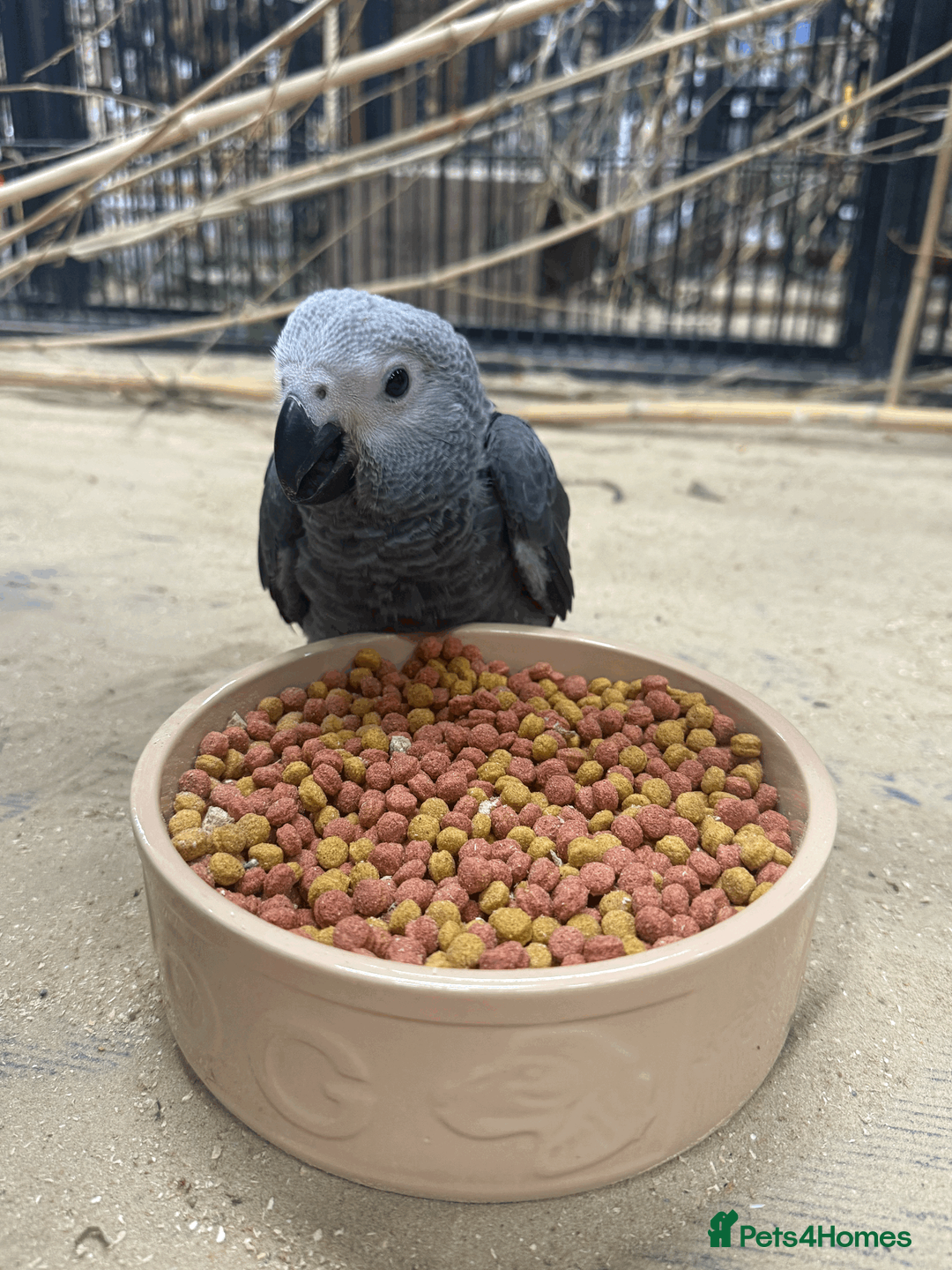 Parrots birds for sale: GORGEOUS HANDREARED TAME BABY GREYS - Advert 1