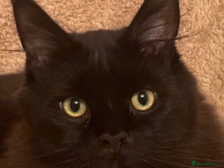 Maine Coon cats in Brampton - Advert 18