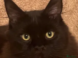 Maine Coon cats proven Maine Coon Stud - Advert 9