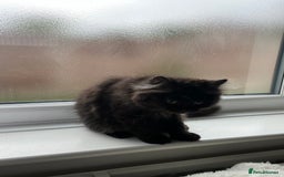Persian cats for sale: Persian chinchilla kittens - Image 14