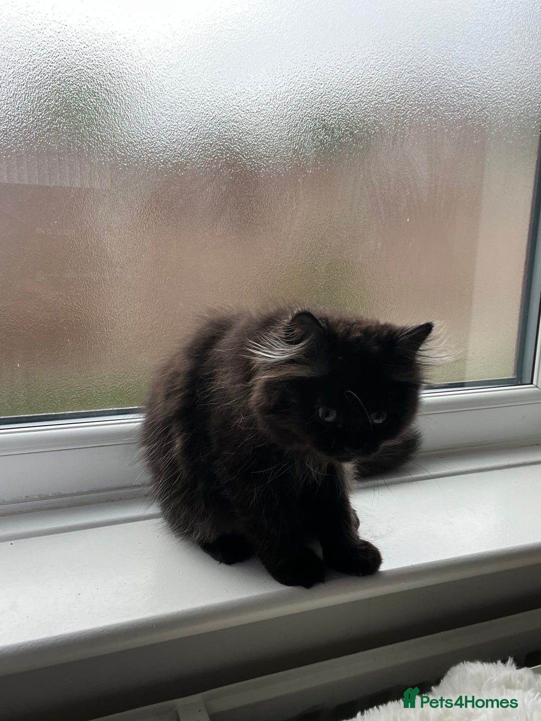 Persian cats for sale: Persian chinchilla kittens - Image 14