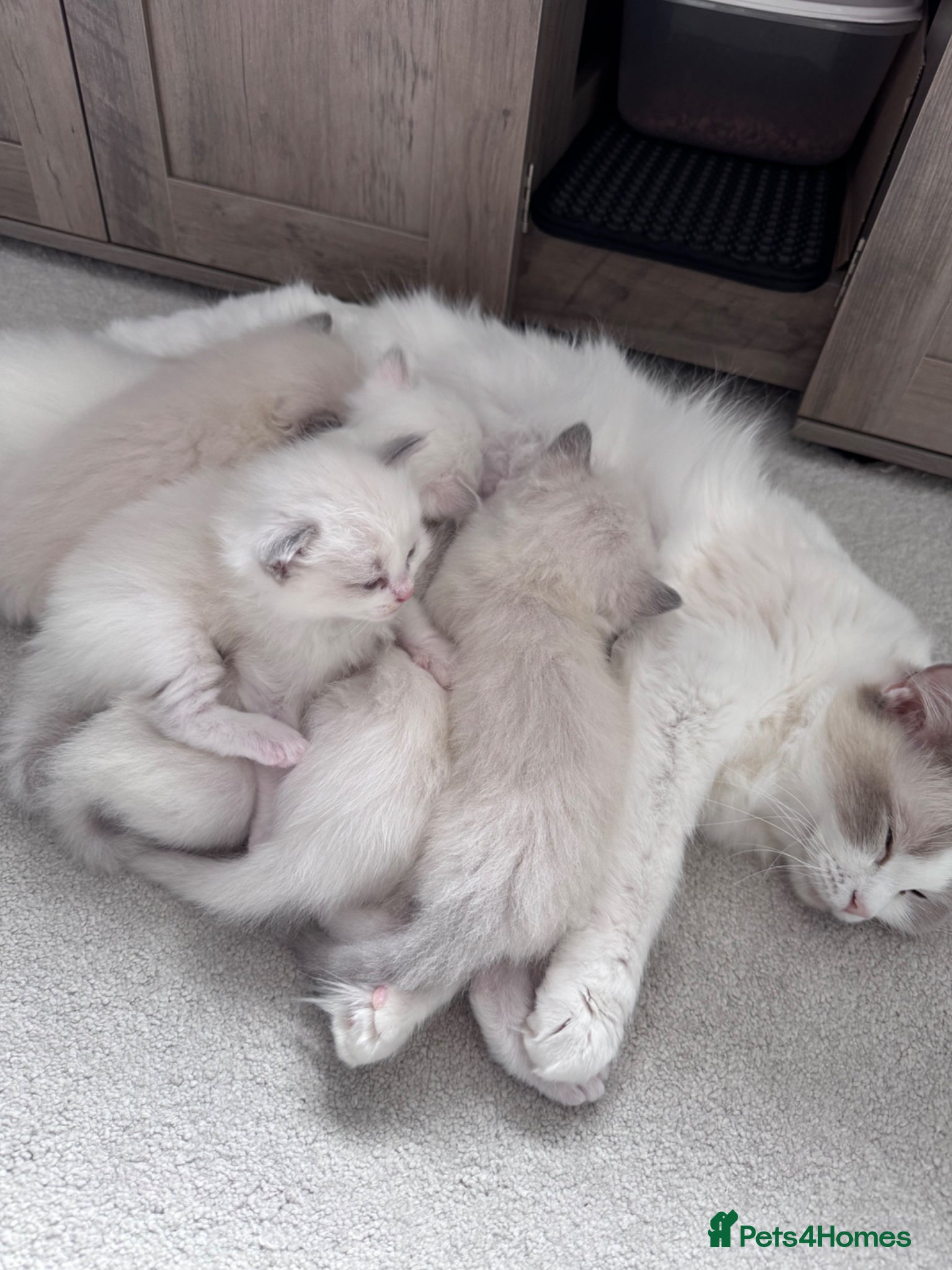 Ragdoll cats 🐾GCCF registered Blue and Lilac kittens🐾 - Advert 2