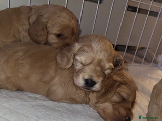 Cockapoo dogs F1b miniature cockapoo pups 🐾 - Advert 5