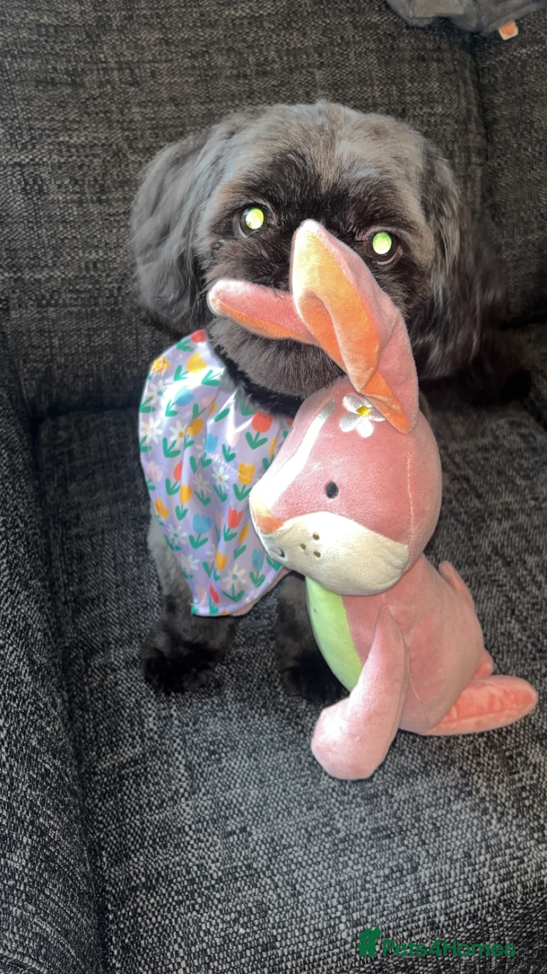 Shih Tzu dogs for sale: Male shitzu nearly 2 years old  in Dudley - Advert 7
