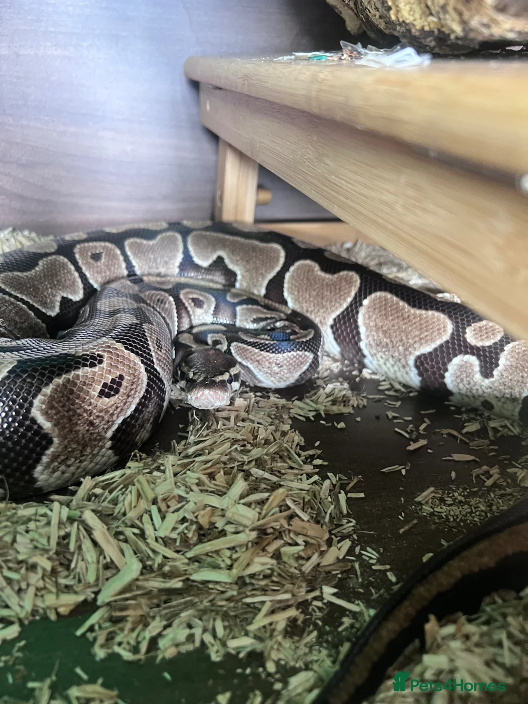 Python Snake reptiles for sale: Lola The Royal Python in Hertford - Advert 2