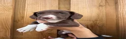 Mixed Breed dogs for sale: Bedlington whippet x springer spaniel puppys - Advert 20