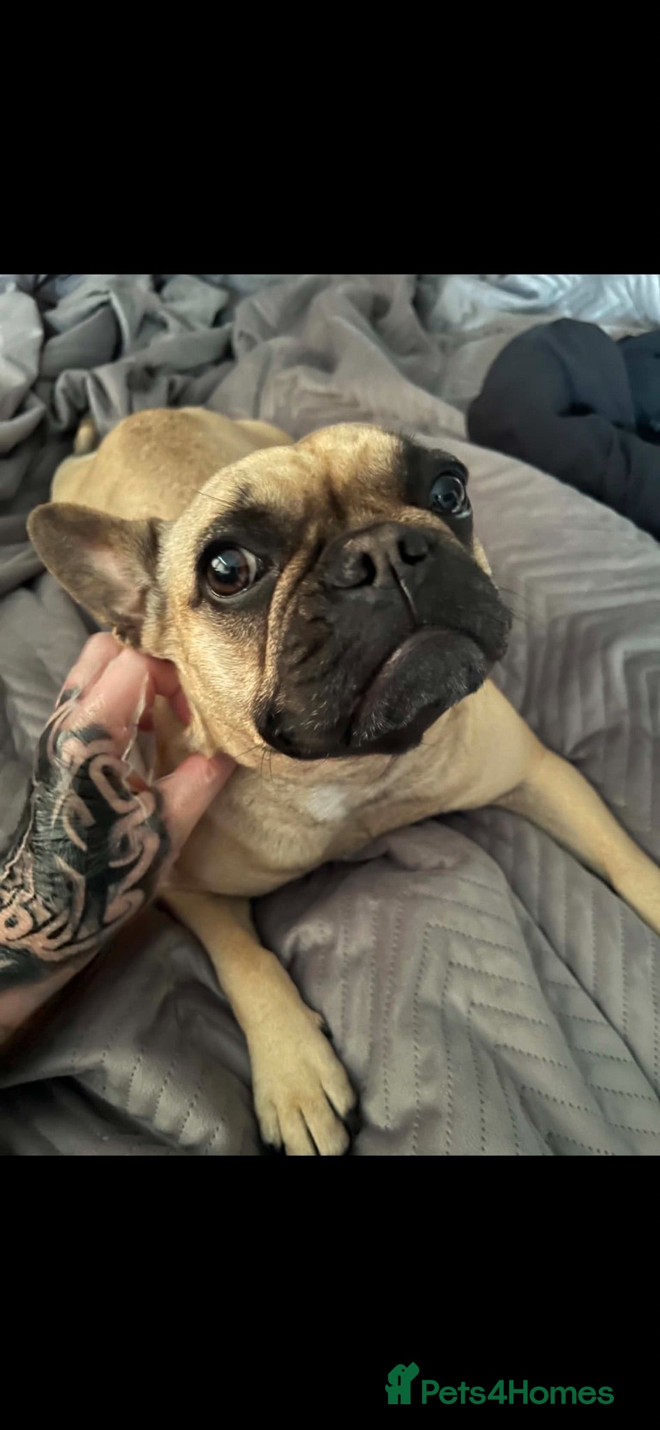 French Bulldog dogs 6 year old female frenchie  - Advert 2