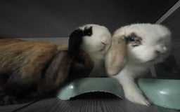 Mini Lop rabbits for sale: Mum and 2 daughters (trio) mini lop  - Image 4