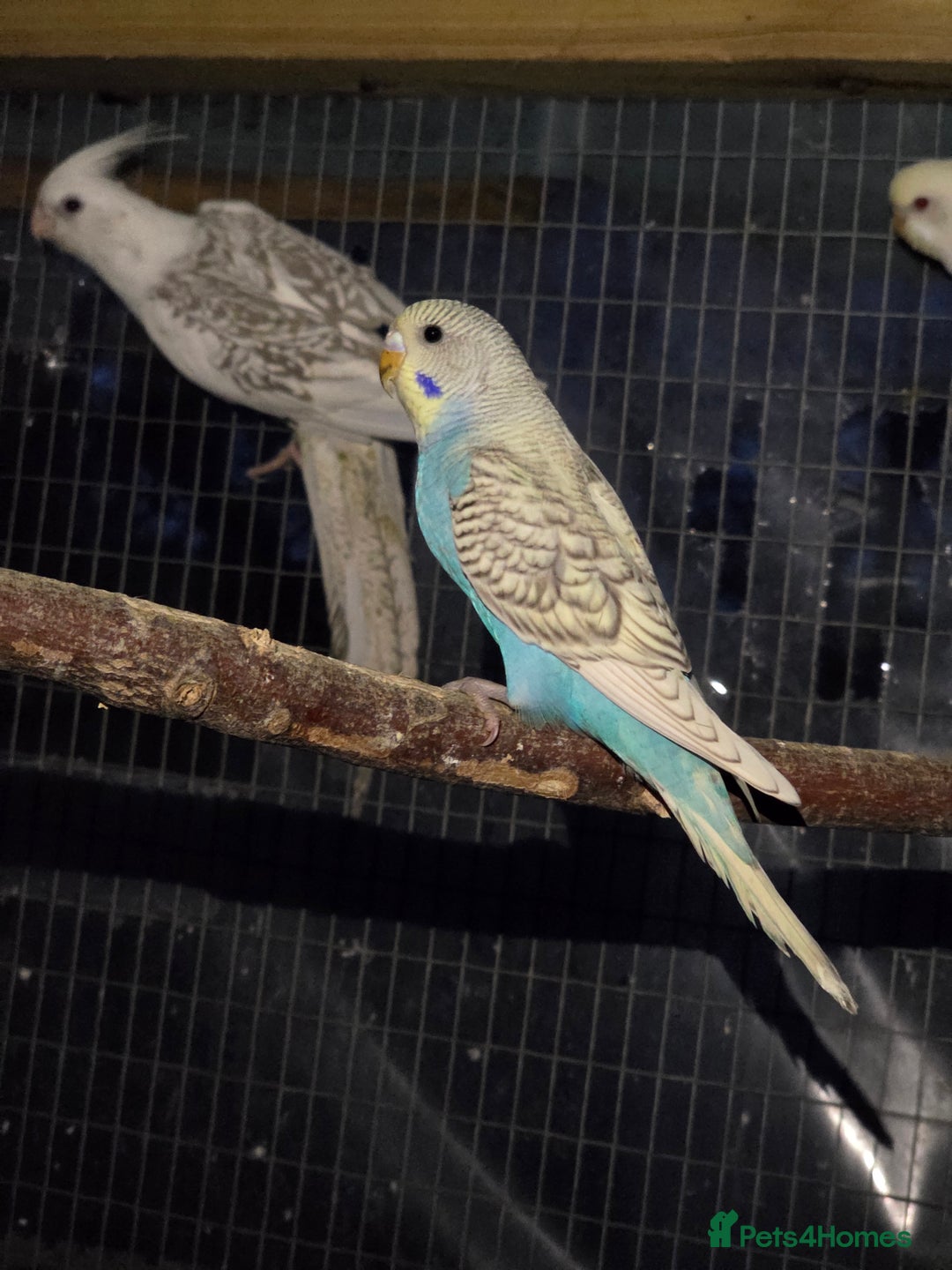Budgerigars birds for sale: Silly hand tamed baby budgies for sale  - Advert 10