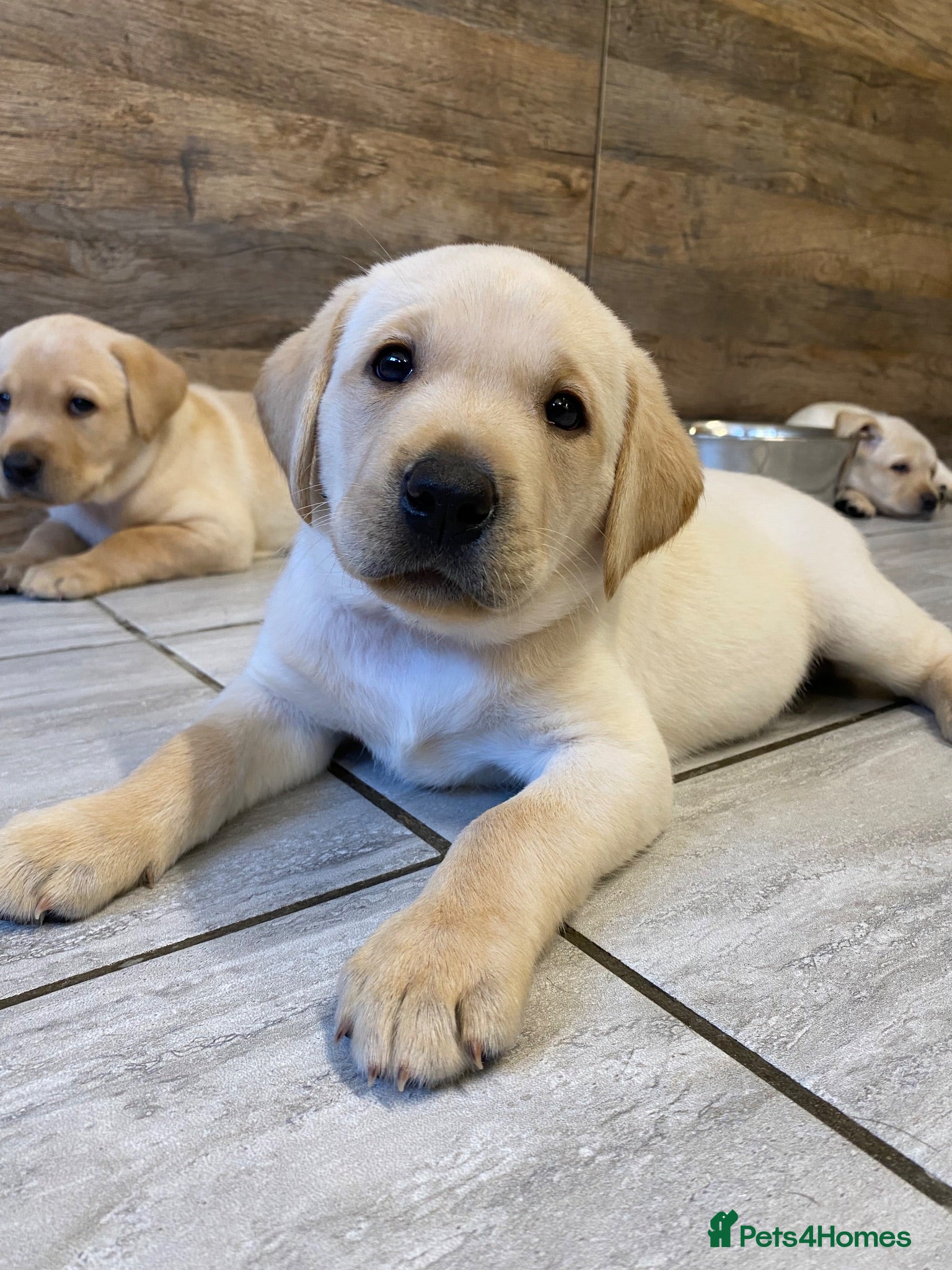 Labrador Retriever dogs KC Registered Yellow Labrador Puppies - Advert 5